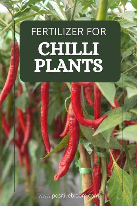 Check out these tips for choosing the best fertilizer for chilli plants, find some great products or make your own, and learn how to treat overfertilization. Green Chilli Plant, Banana Water, Chilli Plant, Growing Carrots, Foliar Spray, Compost Tea, Garden Compost, Pepper Plants, Fertilizer For Plants