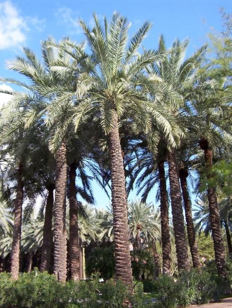 Date Palm (Phoenix dactylifera) is cultivated for its edible sweet fruit called dates. It typically reaches about 21m–23m in height, growing singly or forming a clump with several stems from a single root system. The leaves are 4m–6m long, with spines on the petiole, and pinnate, with about 150 leaflets. The full span of the crown ranges from 6m–10m. Phoenix Dactylifera, Date Palm, Sweet Fruit, Root System, The Crown, Palm Trees, Phoenix, Dates, Crown