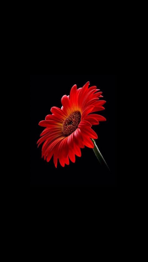 Red Gerber daisy Red Gerber Daisy, Pixel Wallpaper, New Wallpaper Iphone, Gerber Daisy, 4k Wallpaper For Mobile, Hd Wallpaper Android, Daisy Wallpaper, Wallpaper Nature Flowers, Free Iphone Wallpaper