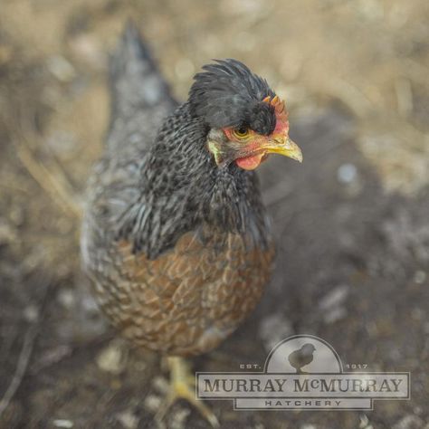 McMurray Hatchery Cream Legbar Hen Cream Legbar Chickens, Breeds Of Chickens, Cream Legbar, Poultry Equipment, Day Old Chicks, Blue Eggs, Chicken Lady, Chicken Breeds, Raising Chickens