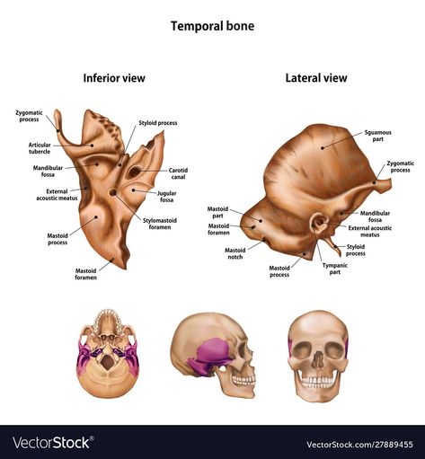 Temporal Bone, Skull Anatomy, Human Anatomy, Birds In Flight, Royalty Free Images, Png Images, Anatomy, Bones, Vector Images