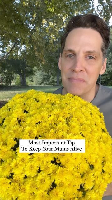 Farmshenanigans Wesley Turner on Instagram: "Mums PT2- Here’s how to keep Mums blooming all season!. . . . . #mum #falldecor #falldecorating #fallplants #fallplanters #mum101" Decorating With Mums For Wedding, Revive Mums How To, Mums Inside House, Mums In Garden Bed, Planting Mums In Pots, Orange Mums Front Porch, Yellow Mums Front Porch, Mum Arrangements Fall Porch, How To Keep Mums Alive