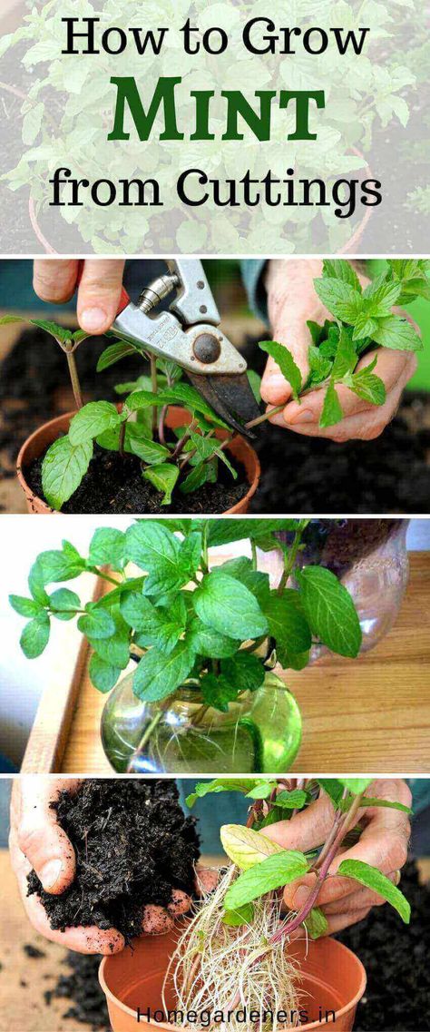 The Only Mint Plant Resources You Will Ever Need – Home Gardeners Mint Plant Care, Growing Mint Indoors, Mint Plant, Mint Herb, Mint Garden, Growing Mint, Peppermint Plants, Snake Plant Care, Mint Plants