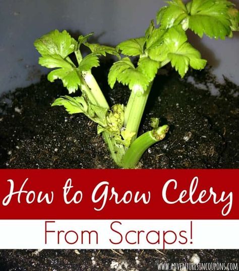 How To Grow Celery, Regrow Celery, Grow Celery, Celery Plant, Growing Celery, Regrow Vegetables, Grow Food, Garden Basket, Garden Veggies