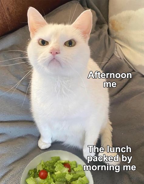 Funny Cat Pictures, Funny Animal Memes, Beautiful Animals, Work Humor, Funny Animal, Animal Memes, A Bowl, Bones Funny, Cat Pics