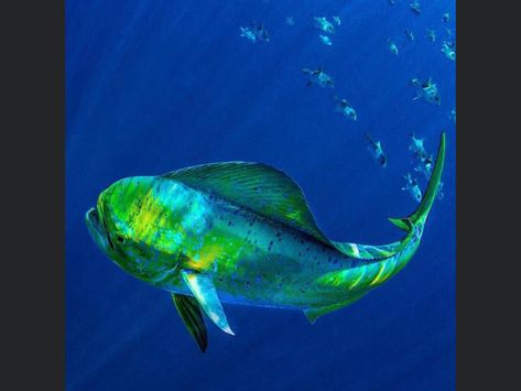 Dorado Fish, Blue Marlin Fish, Ocean Habitat, Mahi Fish, Fish Gallery, Sea Mammal, Fish Artwork, Salt Water Fishing, Fishing Stuff