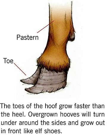 Goat leg anatomy Trimming Goat Hooves, Goat Hoof Trimming, Goat Hooves, Leg Reference, Farm Animals Pictures, Leg Anatomy, Goat Kidding, Elf Shoes, Animal Fun