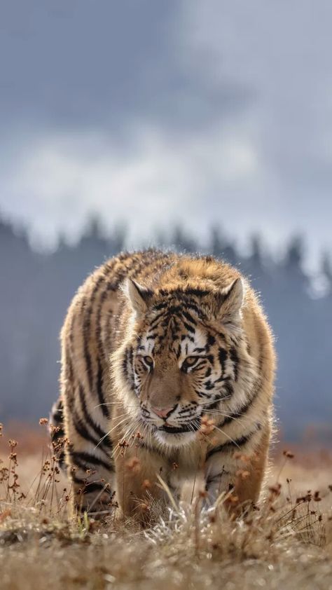 Ghost Face Wallpaper Aesthetic, Tiger Species, Save The Tiger, Walpapers Cute, Amur Tiger, Wild Animals Photography, Lion Photography, Tiger Wallpaper, Africa Wildlife