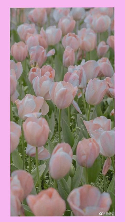 Frühling Wallpaper, Vintage Flowers Wallpaper, Wallpaper Flower, Nothing But Flowers, Spring Wallpaper, Flower Therapy, Beautiful Flowers Wallpapers, Flower Phone Wallpaper, Pink Tulips