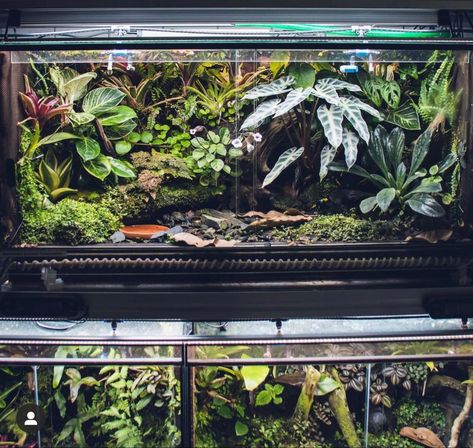 Dart Frog Tank, Dart Frog Terrarium, Bioactive Terrarium, Frog Vivarium, Dart Frog Vivarium, Gecko Vivarium, Bioactive Vivarium, Tropical Terrariums, Snake Terrarium