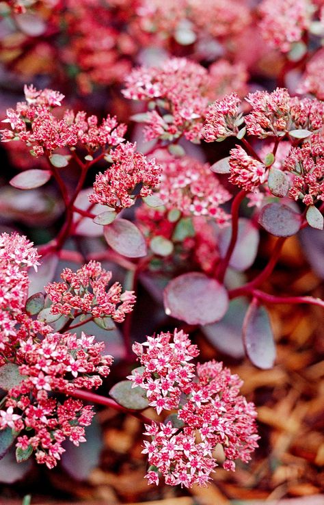 Sedum Ground Cover, Garden Slope, Clover Garden, Therapy Garden, Green Therapy, Sedum Plant, Succulent Design, Low Water Plants, Fall Container Gardens