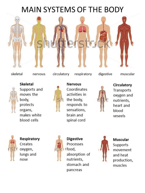 Human Body Science Projects, Nursing School Inspiration, Medical Assistant Student, Human Body Science, Physical Therapy Student, Physical Therapy Assistant, Nursing School Essential, Nursing School Motivation, Basic Anatomy And Physiology