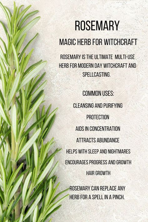 Rosemary Uses, Herb Meanings, Herbs For Protection, Rosemary Herb, Witchcraft Magic, Magickal Herbs, Rosemary Plant, Witch Herbs, Witch Spirituality