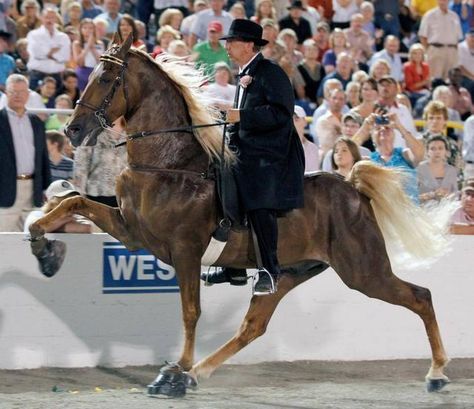 Tennessee Walker Horse, Horse Breeder, Tennessee Walking Horse, American Saddlebred, Walking Horse, Morgan Horse, Horse Dressage, Animal Help, All About Horses