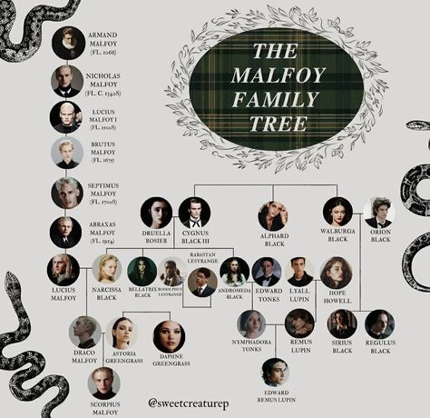 Malfoy Family Tree, The Malfoy Family, Harry Potter Family Tree, Harry Potter Quotes Funny, Rabastan Lestrange, Malfoy Family, Harry Potter Spells, Harry Potter Tumblr, Harry Potter Facts