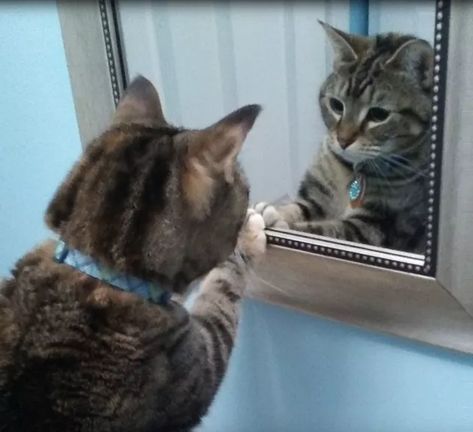 15 Cats Who Will Never Be the Same After They Saw Themselves in a Mirror Talking To Myself Reaction Pic, Mirror Reaction Pic, Confidence Images, Talking To Myself, Instagram Facts, Funny Facebook, Reaction Pic, Orange Cats, Never Be The Same