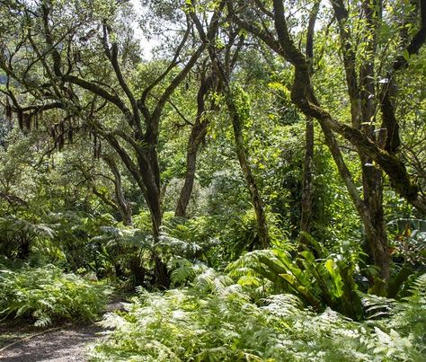 Difference Between Tropical Rainforest and Deciduous Forest Check more at https://in4arts.com/difference-between-tropical-rainforest-and-deciduous-forest.html Tropical Deciduous Forest, Tropical Evergreen Forest, Deciduous Forest Biome, Temperate Deciduous Forest, Rainforest Crafts, Rainforest Project, Rainforest Activities, Rainforest Biome, Ecosystems Projects