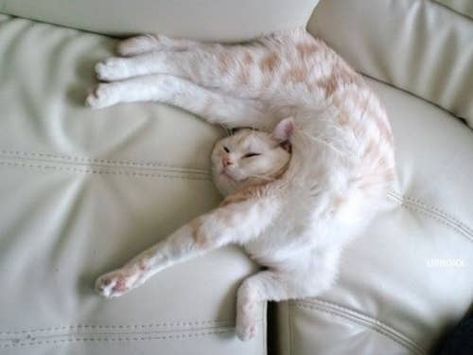 Cats Sleeping Funny, Cat And Dog Videos, Funny Cat Photos, Sleep Funny, Image Chat, Cat Pose, Funny Cats And Dogs, Sleeping Positions, Funny Cat Memes