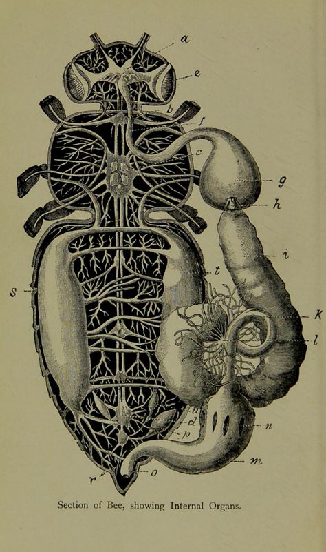 Bee Anatomy, Entomology Illustration, Bumble Bee Art, Wellcome Collection, Exotic Fish, Insect Art, Bee Art, Scientific Illustration, Art Drawings Sketches Creative