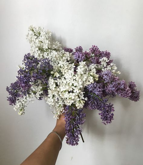 Syringa Flower, Syringa Vulgaris, Flower Purple, Sore Eyes, Wedding Items, Wedding Item, Pretty Flowers, Flowers Bouquet, Bouquets