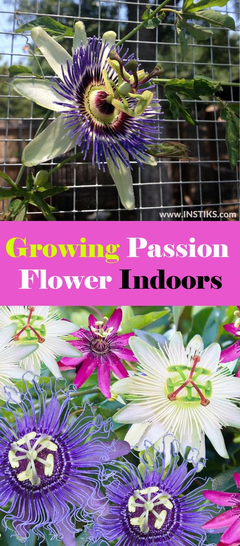 Passion Fruit Plant Growing, Passion Flowers, Growing Passion Fruit In Pots, Growing Passion Fruit, Passion Fruit Plant, Purple Passion Flower, Passion Fruit Flower, Fruit Flowers, Crown Of Thorns