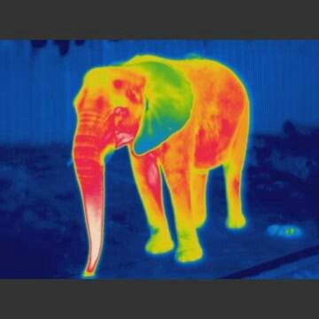 Elephant Thermography Thermal Physics, Forest Elephant, Thermal Image, Dark Forests, Heat Map, Citizen Science, Denim Art, African Children, Effective Learning