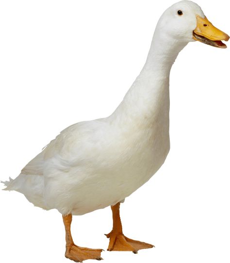 White Duck Pekin Ducklings, Pekin Duck, Chicken Images, Duck Photo, Animal Cutouts, Pet Ducks, The Donkey, White Duck, White Ducks