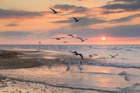 The Ocean, Birds, Water, Photography