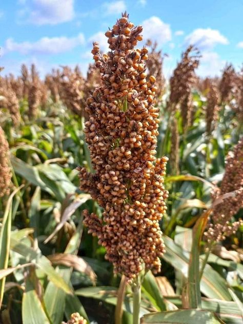 Sorghum farmers should ensure that the planting depth is 2 – 4 cm. The recommended sorghum spacing and seed rates are 4-5 kgs per acre. If the seeds are manually planted, the recommended spacing is 75 x 20. However, if sorghum is intercropped with legumes, the recommended spacing is 90 x20 {Single alternate rows}… https://zascommunity.wordpress.com/2024/03/24/sorghum-farming/ Sorghum Benefits, Dried Sorghum Decor, Popped Sorghum, Sorghum Popcorn, Harvesting Sorghum, Outdoor Play, Farm Life, Farmer, Seeds