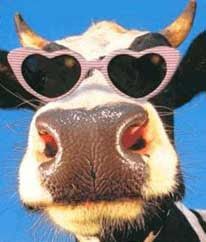 Cow Wearing Sunglasses | Cow wearing sunglasses Wearing Sunglasses, A Cow, Cow, Sunglasses