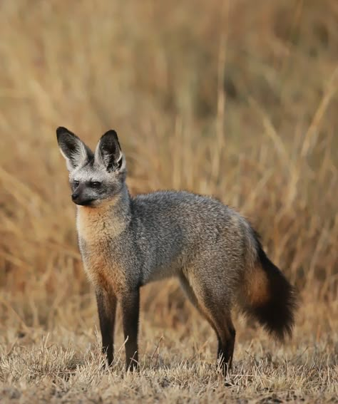 Bat Eared Fox Drawing, Bat Eared Fox Art, Bat Eared Fox Animals, Bat Eared Fox, Animal Study, Interesting Animals, Pet Fox, Pretty Animals, Wild Dogs