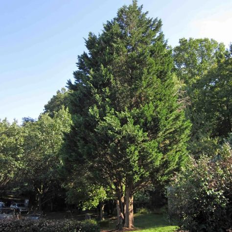 Fox Landscape, Red Cedar Tree, Juniperus Virginiana, Interior Japandi, San Marcos Texas, Eastern Red Cedar, Water Wise Plants, Juniper Tree, Gardening Seeds