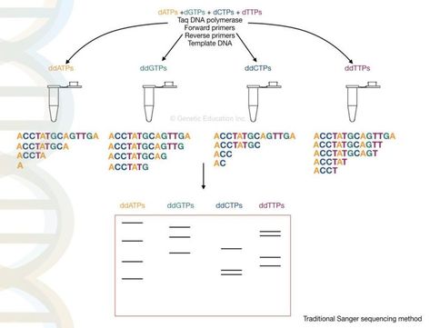 Sanger Sequencing, Dna Facts, Dna Sequencing, Bio Notes, Dna Polymerase, Next Generation Sequencing, Genome Sequencing, Color Knowledge, Dna Genealogy