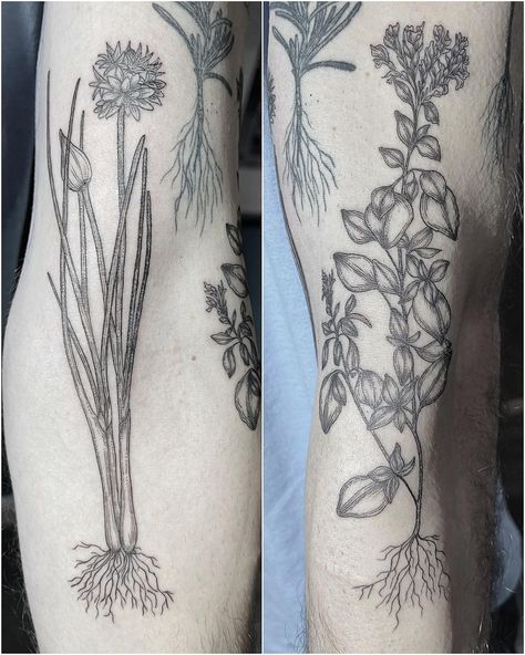 Maine Tattoo Artist’s Instagram post: “Chives & Oregano 🌿 for Max’s herb sleeve” Chive Tattoo, Chives Tattoo, Maine Tattoo, Herb Tattoo, Chive Flower, Tattoo Inspo, Arm Sleeve, Tattoo Artist, Arm Tattoo