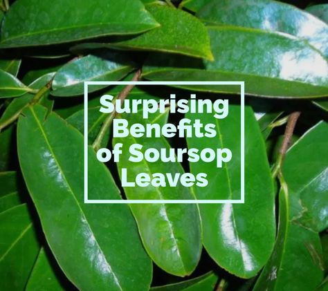 The Benefits of Soursop Tea - Made in Puna Soursop Tea Benefits, Soursop Benefits, Benefits Of Soursop, Soursop Tea, Soursop Fruit, Fever Reducer, Tea Benefits, Green Fruit, Wound Healing