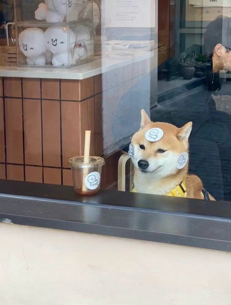 Passing By A Coffee Shop And Seeing A Silly Dog #heapet #passingby #coffeeshop #seeing #silly #dogs Silly Dogs, Cat Gif, A Coffee, Pet Friendly, Coffee Shop, Cute Animals, Pet, Collage, Coffee