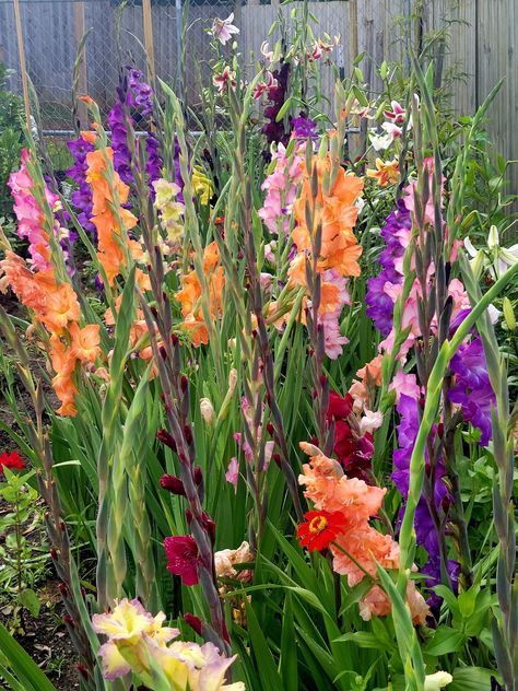 Gladiolus Flower Garden Ideas, Gladiolus Garden, Staircase Garden, Garden Staircase, Gladiolus Arrangements, Flower Garden Ideas, Gladiolus Flower, Planting Tips, Vibrant Bouquet