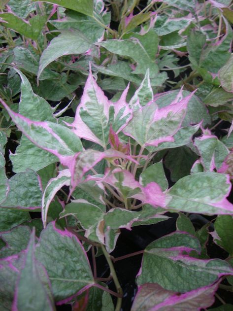 Tricolor Sweet Potato Vine, Purple Sweet Potato Vine Planters, Ipomoea Batatas, Homalomena Pink Diamond, Homalomena Rubescens, Ipomoea Quamoclit, Sweet Potato Vine, Pink Plant, Colorful Plants