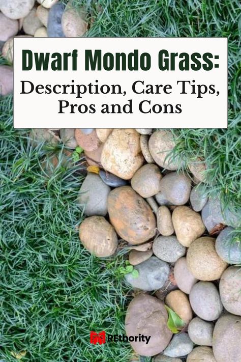 Dwarf Mondo Grass is a stunning addition to any garden or landscaping project. Its beautiful, evergreen foliage adds texture and color to any garden, whether you plant it alone or intermingle it with other plants. With easy growth habits and low maintenance, this groundcover is a popular choice for both experienced and novice gardeners. Read on to learn more about Dwarf Mondo Grass, including its description, care tips, pros and cons. Japanese Grass Garden, Mondo Grass Lawn, Mondo Grass Between Pavers, Lawn Design Ideas Front Yards, Black Mondo Grass Landscaping, Mondo Grass Ideas, Low Maintenance Backyard Landscaping Designs, Mondo Grass Landscaping, Monkey Grass