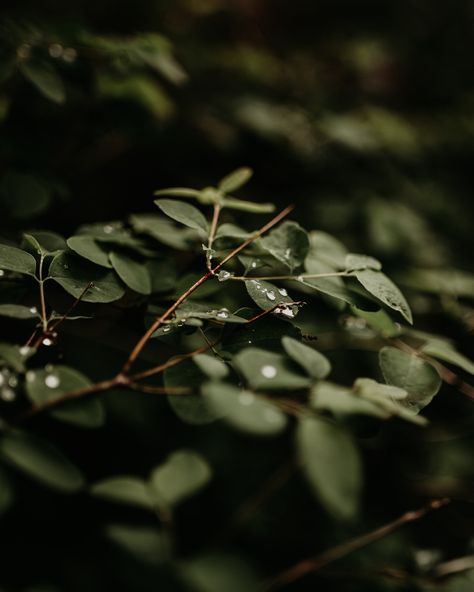 Serene and tranquil print of lovely green leaves and dew drops. Dark Forest Aesthetic, Plant Texture, Forest Aesthetic, Leaf Photography, Royalty Aesthetic, Deep Woods, Misty Forest, Dew Drops, Urban Jungle