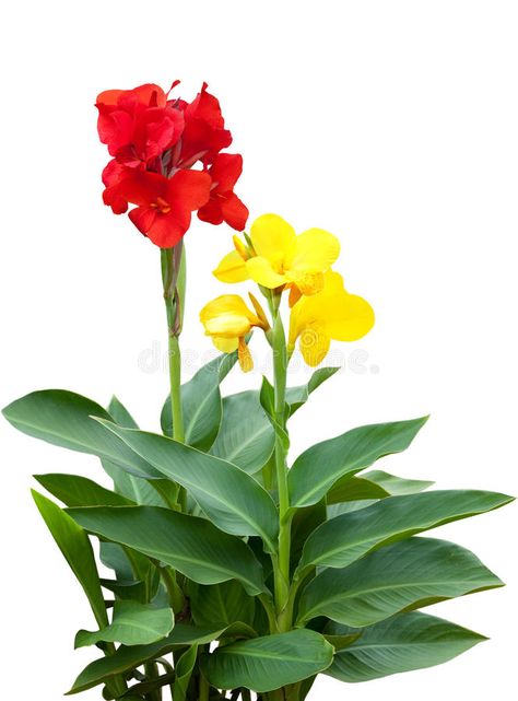 Mix Canna. Red and yellow Canna flower plants isolated on white #Sponsored , #Ad, #AD, #Canna, #yellow, #isolated, #Red Canna Flower, Flower Plants, White Image, Red And Yellow, Love Flowers, Planting Flowers, Photo Image, Lily, Stock Photos