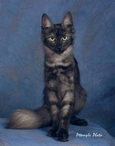 ♥·Cat Form·♥ Turkish Angora Cat, Angora Cats, Turkish Angora, Gorgeous Cats, Cat Pose, A Black Cat, Warrior Cat, Domestic Cat, Cute Cats And Kittens