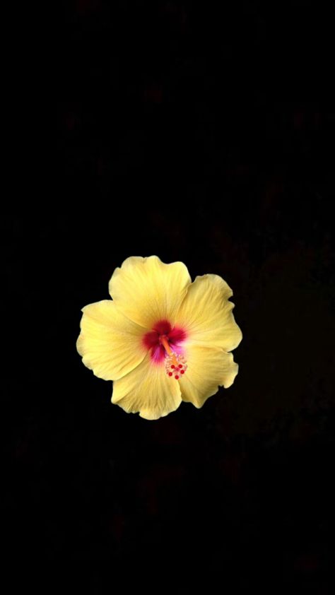 Yellow Hibiscus Flower, Yellow Flower Wallpaper, Flowers Black Background, Jelly Wallpaper, Yellow Hibiscus, Flower Icons, Flower Iphone Wallpaper, Simple Iphone Wallpaper, Iphone Black