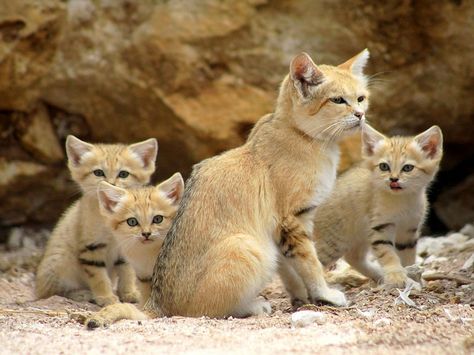 Small Wild Cats, Sand Cat, Exotic Cats, Mama Cat, Cat Family, Cat Facts, Domestic Cat, Beautiful Cats, Big Cats