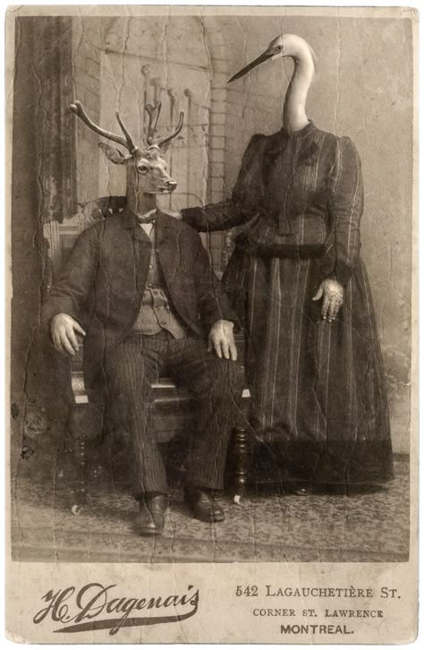 Cube Escape, Creepy Old Photos, Rusty Lake, Vintage Bizarre, Art Bizarre, Creepy Animals, Weird Vintage, Creepy Vintage, Creepy Photos