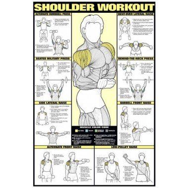 Shoulder Workout 24" X 36" Laminated Vertical Aquaponics, Fitness Studio Training, Trening Sztuk Walki, Sosua, Gym Antrenmanları, Muscle Abdominal, Training Fitness Gym, Workout Posters, Muscles In Your Body