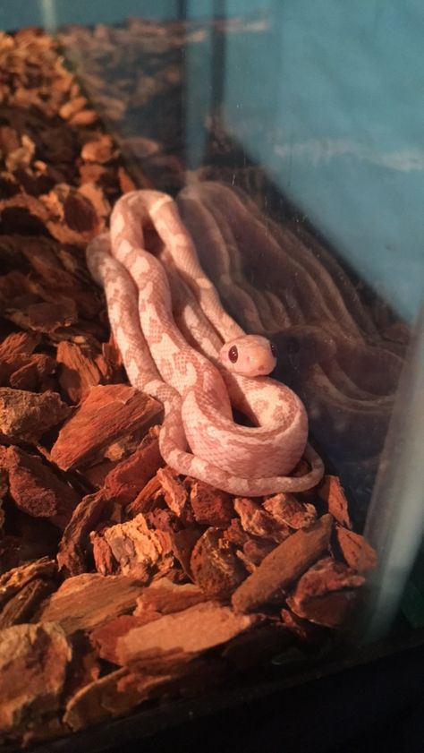 Strawberry Corn Snake, Opal Corn Snake, Corn Snakes Cute, Pet Corn Snake, Corn Snake Cute, Lavender Corn Snake, Lavender Snake, King Snakes, Cute Snakes