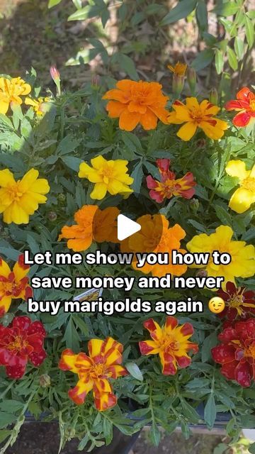 Cluffy on Instagram: "Are you going to try this marigold hack?

Here is 3 reasons why you should plant marigolds in your garden 🪴 

Pest Control: Marigolds act as natural pest repellents, deterring harmful insects like aphids, nematodes, and whiteflies.

Pollinator Attraction: Their bright, vibrant flowers attract beneficial pollinators such as bees and butterflies.

Soil Health: Marigolds can improve soil health by releasing chemicals that help suppress harmful nematodes.

Hit that like 👍🏽 and follow button If you learned something from this video 💚🌼

#happygardening #marigold #marigolds #marigoldflower #GardenBenefits #Marigolds #OrganicGardening #PestControl #PollinatorFriendly #HealthySoil #easygardeninghacks #easygardeningtips" Easy Gardening Hacks, Frugal Gardening, Harmful Insects, Benefits Of Gardening, Bees And Butterflies, Plant Pests, Garden Pest Control, White Flies, Marigold Flower