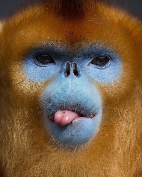 Mogens Trolle on Instagram: “FOCUS / The golden snub-nosed monkey from the mountains of Western China is one of the monkeys in the world that live in the socially most…” Funny Monkey Memes, Snub Nosed Monkey, Monkey Species, Monkey Memes, Orange Monkey, Marmoset Monkey, Golden Monkey, Proboscis Monkey, Pink Tongue