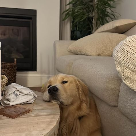 Mood when the alarm rings on a Friday morning. ⏰ Don’t worry, the weekend’s almost here! Golden Cocker Retriever, I Like Dogs, Cute Animals Images, Silly Animals, Pet Sitters, Cute Animal Photos, Dog Walker, Love Pet, Cute Creatures